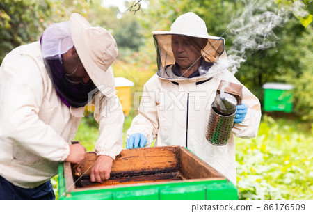 Experienced beekeeper teaches his son caring for bees. Concept of transfer of experience Experienced beekeeper teaches his son caring for bees. Concept of transfer of experience 86176509