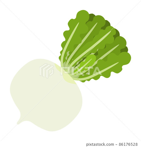 Illustration of Shogoin radish 86176528