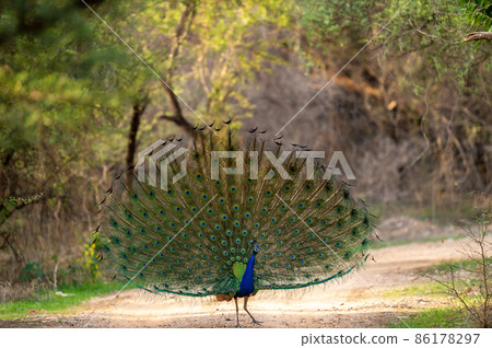 Indian peafowl or male peacock on forest track dancing with full colorful wingspan to attracts female partners for mating at ranthambore national park forest reserve rajasthan india - Pavo cristatus 86178297