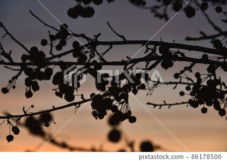 Winter berries on trees against the background of sunset 86178500