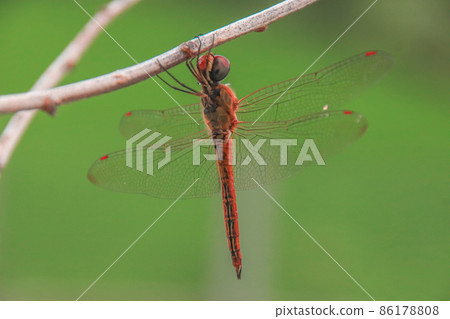 Close up of a Red-veined darter or Sympetrum fonscolombii perched on a branch Close up of a Red-veined darter or Sympetrum fonscolombii perched on a branch 86178808