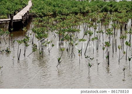 Wooden pathway in the middle of a mangrove conservation area where seedlings are replanted Wooden pathway in the middle of a mangrove conservation area where seedlings are replanted 86178810