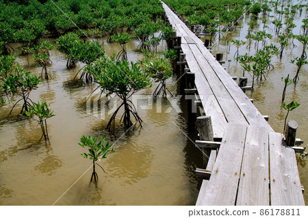 Wooden pathway in the middle of a mangrove conservation area where seedlings are replanted Wooden pathway in the middle of a mangrove conservation area where seedlings are replanted 86178811