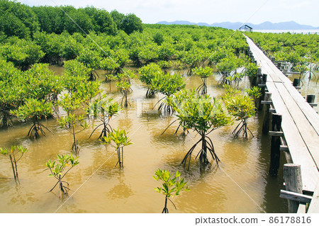 Wooden pathway in the middle of a mangrove conservation area where seedlings are replanted 86178816