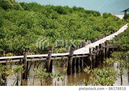 Wooden pathway in the middle of a mangrove conservation area where seedlings are replanted 86178818