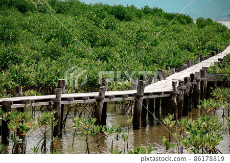 Wooden pathway in the middle of a mangrove conservation area where seedlings are replanted Wooden pathway in the middle of a mangrove conservation area where seedlings are replanted 86178819