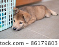 Sleepy brown brown puppy dog is lying on floor as holiday vacation and lazy concept with copy space 86179803
