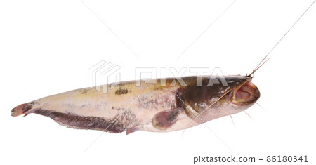 catfish on the hook (Clipping path) 86180341