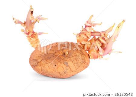 Sprouting potato 86180548
