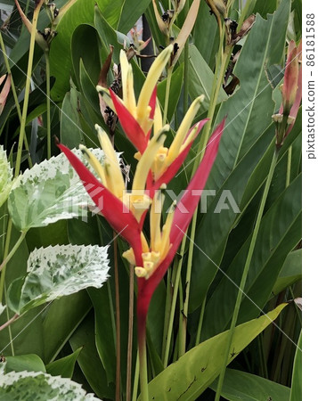 熱帶花卉 熱帶花卉 86181588