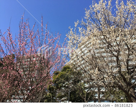 紅色和白色李子和藍天 86181823