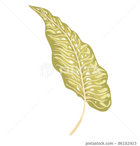 Hand draw tropical leaves 86182923