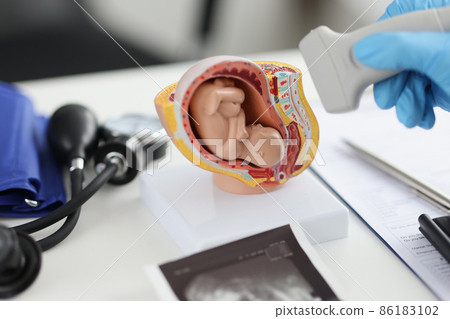Doctor holding transducer for ultrasound examination in front of artificial model of human fetus in uterus closeup Doctor holding transducer for ultrasound examination in front of artificial model of human fetus in uterus closeup 86183102