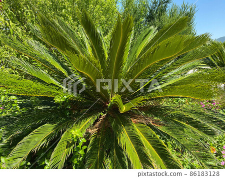 Platycerium ferns plant staghorn or elkhorn fern growing on bark tree Platycerium ferns plant staghorn or elkhorn fern growing on bark tree 86183128