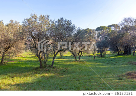 Olive Trees Saint Remy Olive Trees Saint Remy 86183181
