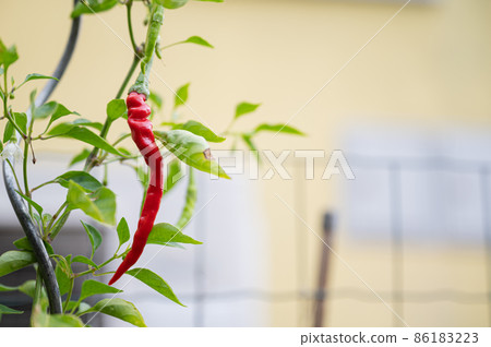 Red chilli growing in a garden 86183223