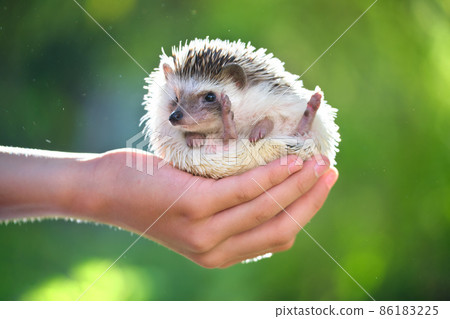 Human hands holding little african hedgehog pet outdoors on summer day. Keeping domestic animals and caring for pets concept. 86183225