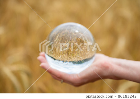 Closeup of female hand holding crystal ball in front of golden wheat field 86183242