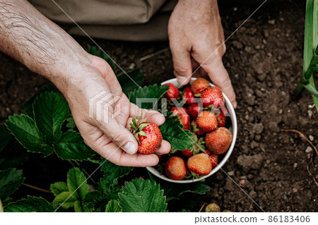 Farmer's hands hold a bowl with ripe strawberries. A man picks strawberries. Natural organic farm product 86183406