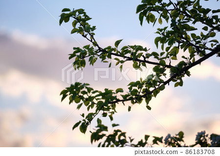 Twigs of cherry tree with white blossoming flowers in early spring Twigs of cherry tree with white blossoming flowers in early spring 86183708