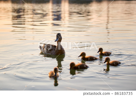Wild duck family of mother bird and her chicks swimming on lake water at bright sunset. Birdwatching concept 86183735