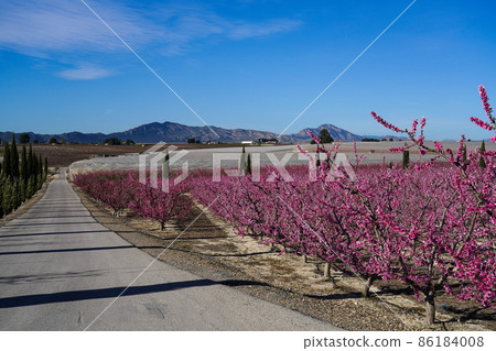 Peach blossom in Cieza, Mirador El Horno in the Murcia region in Spain 86184008