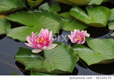 Blooming pink lilies in a pond in the park 86184270