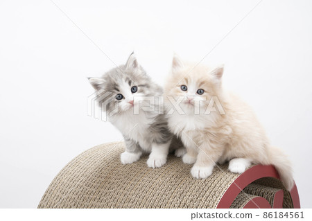 Two kittens (Norwegian Forest Cat) 86184561