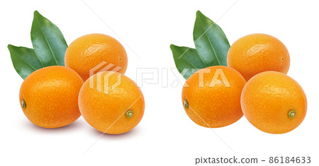 Kumquat fruit illustration real set 86184633