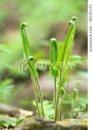 Close-up of a young fern with spirally curved leaves - selective focus, space for text Close-up of a young fern with spirally curved leaves - selective focus, space for text 86185355