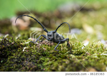 Morimus funereus, longhorn beetle in its natural habitat on a moss-covered log in a green spring forest - selective focus, space for text 86185363