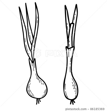 Vegetable. Onion. Beautiful edible plant - Bulb with feathers. Vector illustration. Hand drawn doodle linear, outline for design, decor and decoration 86185369