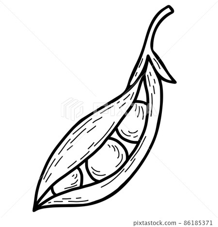 vector hand drawn doodles pea plant. Beautiful vegetable pod pea. Vector illustration. line drawing doodle style for design, decor and decoration. 86185371
