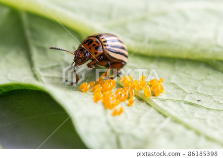 Close-up of a Colorado potato beetle and its eggs. Pest on potato plants. Selective soft focus, space for text Close-up of a Colorado potato beetle and its eggs. Pest on potato plants. Selective soft focus, space for text 86185398