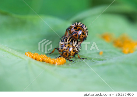Close-up of a pair of Colorado potato beetles and their eggs. Pests of potato plants. Selective soft focus, space for text 86185400