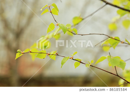 birch branch. summer sunny day, selective soft focus 86185584