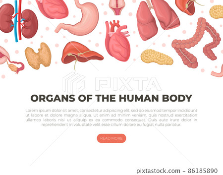 Organs of the human body landing page. Anatomy, transplantology medical web banner Organs of the human body landing page. Anatomy, transplantology medical web banner 86185890