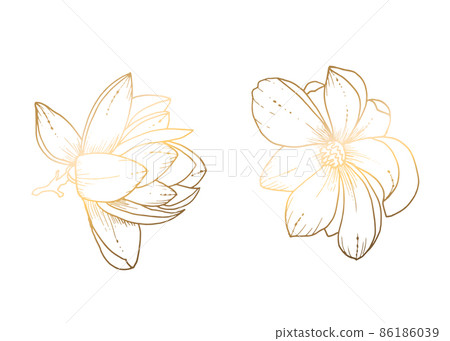Golden magnolia on a white background. Line art. Handmade flower. Vector illustration. For greeting cards and invitations for wedding, birthday, Valentine s Day, Mother s Day and others. Golden magnolia on a white background. Line art. Handmade flower. Vector illustration. For greeting cards and invitations for wedding, birthday, Valentine s Day, Mother s Day and others. 86186039