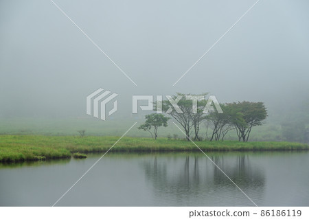 Trees in the mist 86186119