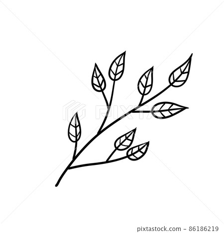 Branch of plant. Leaves in line style. Black and white natural illustration. Minimalism and simple flora. 86186219