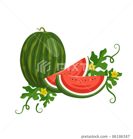Set of delicious juicy red green striped watermelon, whole fruit and pieces with seeds, leaves and flowers. Summer sweetness, juicy food. Vector flat illustration 86186387