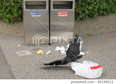 Crow carrying garbage Crow carrying garbage 86186613