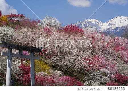 中阿爾卑斯的寶劍岳在比台瓦神社滿是桃子和白雪 中阿爾卑斯的寶劍岳在比台瓦神社滿是桃子和白雪 86187233