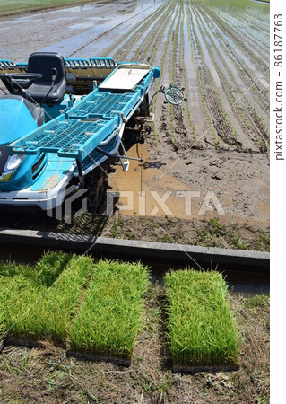 水稻種植工作期間的稻田 水稻種植工作期間的稻田 86187763