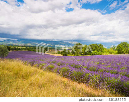 Provence landscape with lavender fields, France Provence landscape with lavender fields, France 86188255