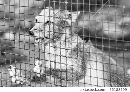 Gray arctic fox behind bars, closeup portrait 86188509