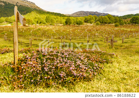 Sad Hill Cemetery in Spain. Tourist place 86188622