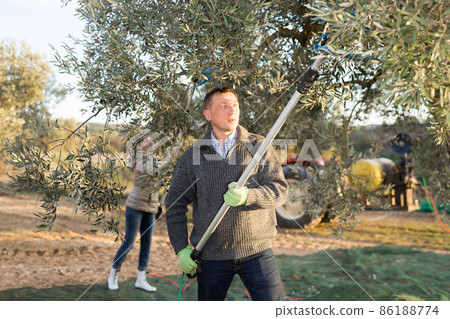Man harvesting olives 86188774