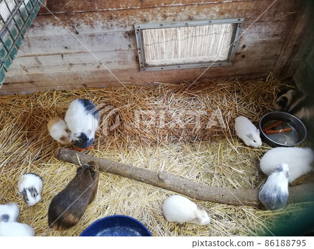 Senbonmatsu Farm, Nasushiobara City, Tochigi Prefecture: Healed by guinea pigs Senbonmatsu Farm, Nasushiobara City, Tochigi Prefecture: Healed by guinea pigs 86188795
