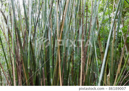 Bamboo fish in winter Bamboo fish in winter 86189007
